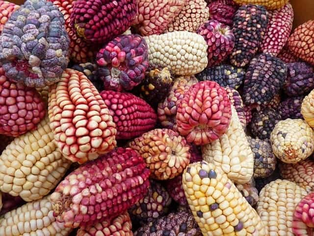 variedades maíz